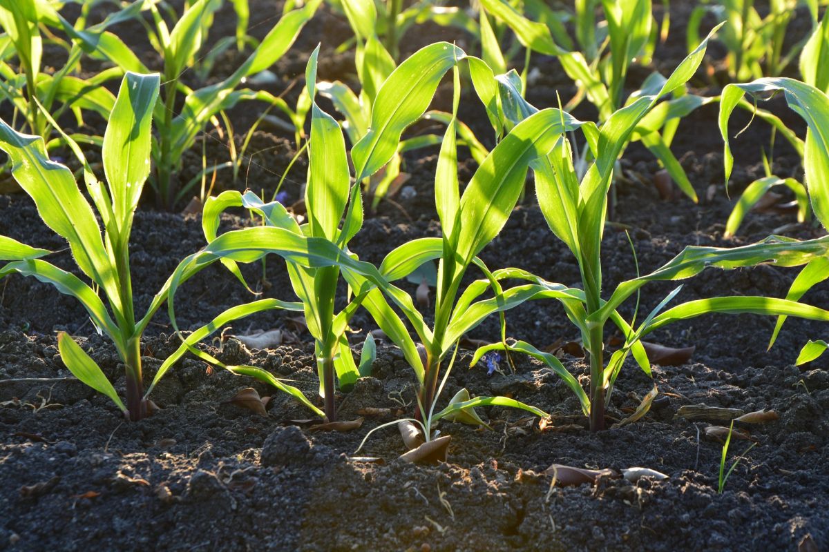 Junge Maispflanzen wachsen anders, wenn ihre Nachbarn wiederholt an den Blättern berührt wurden. (Bildquelle: © pixabay; CC0)