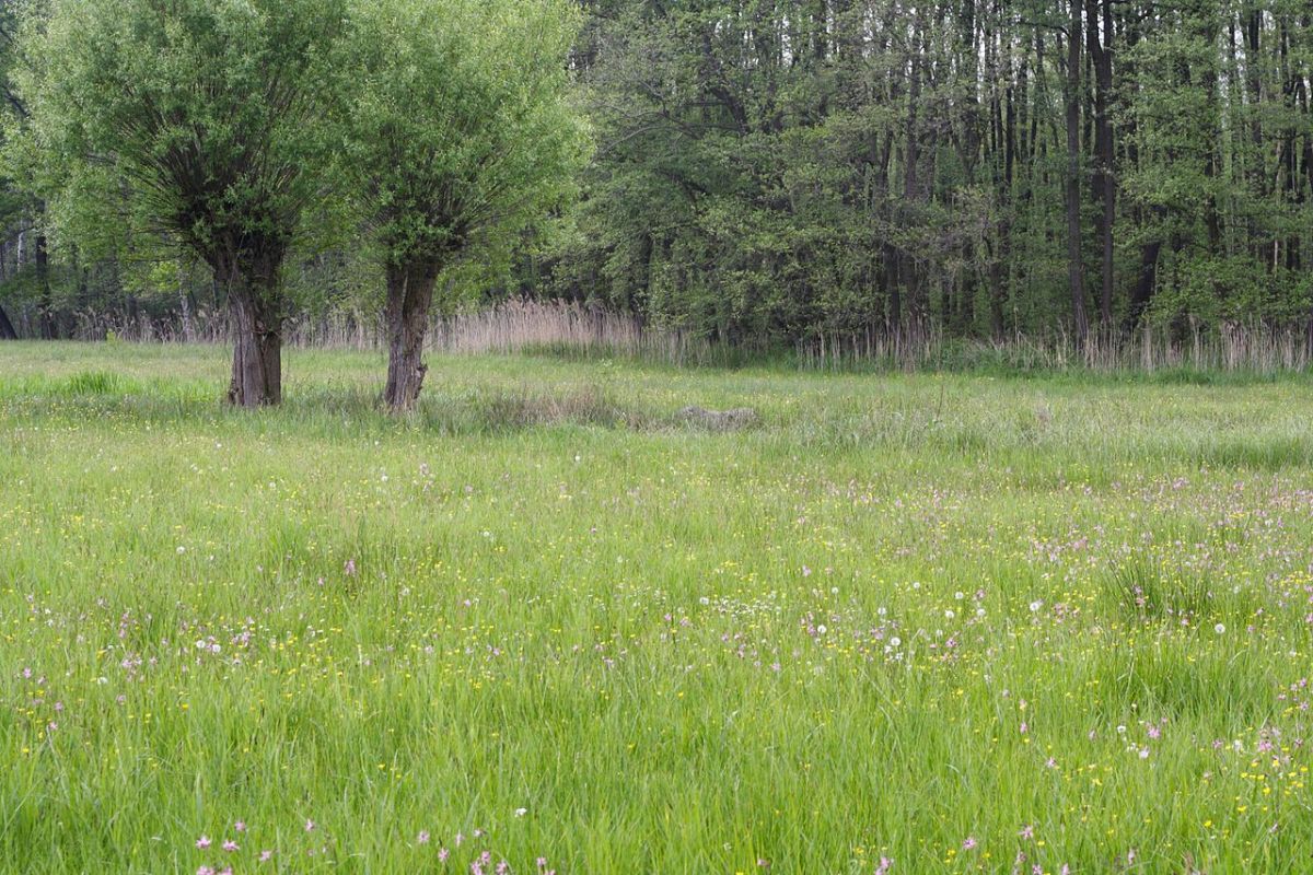 Auch Wiesen in Ostdeutschland zeichnen sich durch eine hohe Pflanzenvielfalt aus. (Quelle: © Jeveraars/Wikimedia.org; CC BY-SA 3.0)