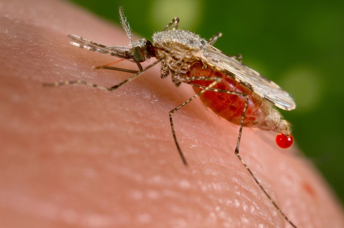 Mit CRISPR/Cas9 kann man das Genom der Anopheles-Mücken editieren. Durch den sogenannten 