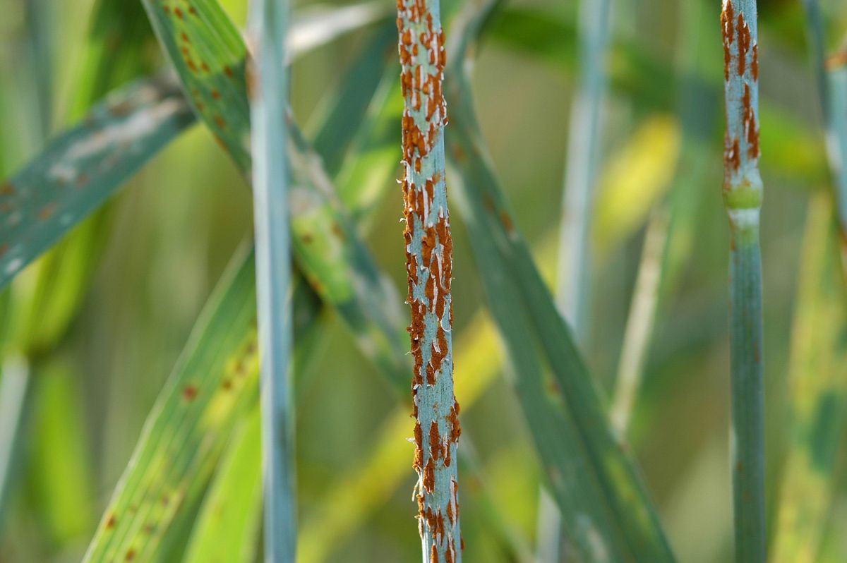 Rostpilze gehören zu den Pflanzenkrankheiten, die die größten Ernteverluste verursachen. (Bildquelle: © Yue Jin/wikimedia.org)