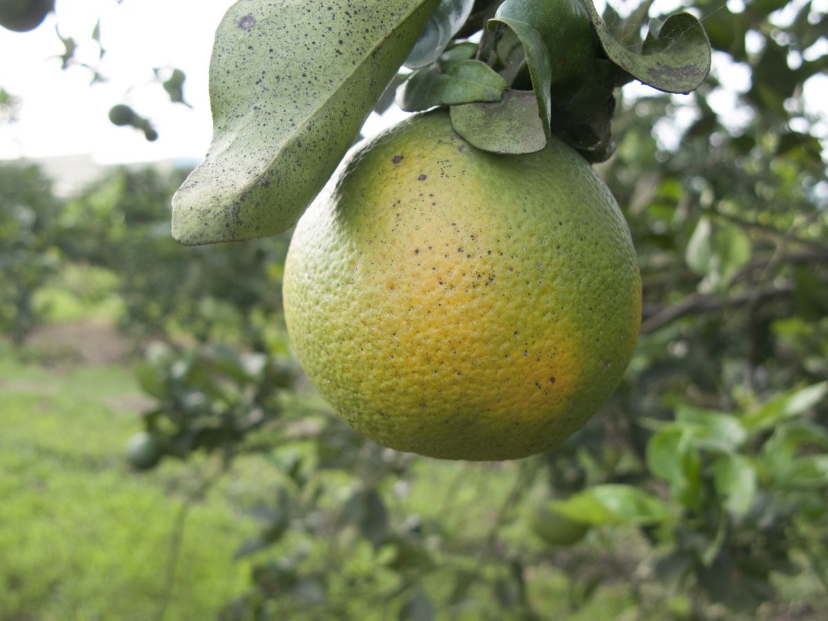 Die Krankheit Citrus Greening, auch Gelber Drache oder Huanglongbing genannt, hat sich mittlerweile auf der ganzen Welt ausgebreitet.
