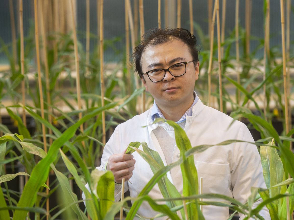 Dr. Peng Yu vom Institut für Nutzpflanzenwissenschaften und Ressourcenschutz (INRES) der Universität Bonn inmitten von jungen Maispflanzen. (Bildquelle: © Barbara Frommann/Uni Bonn)