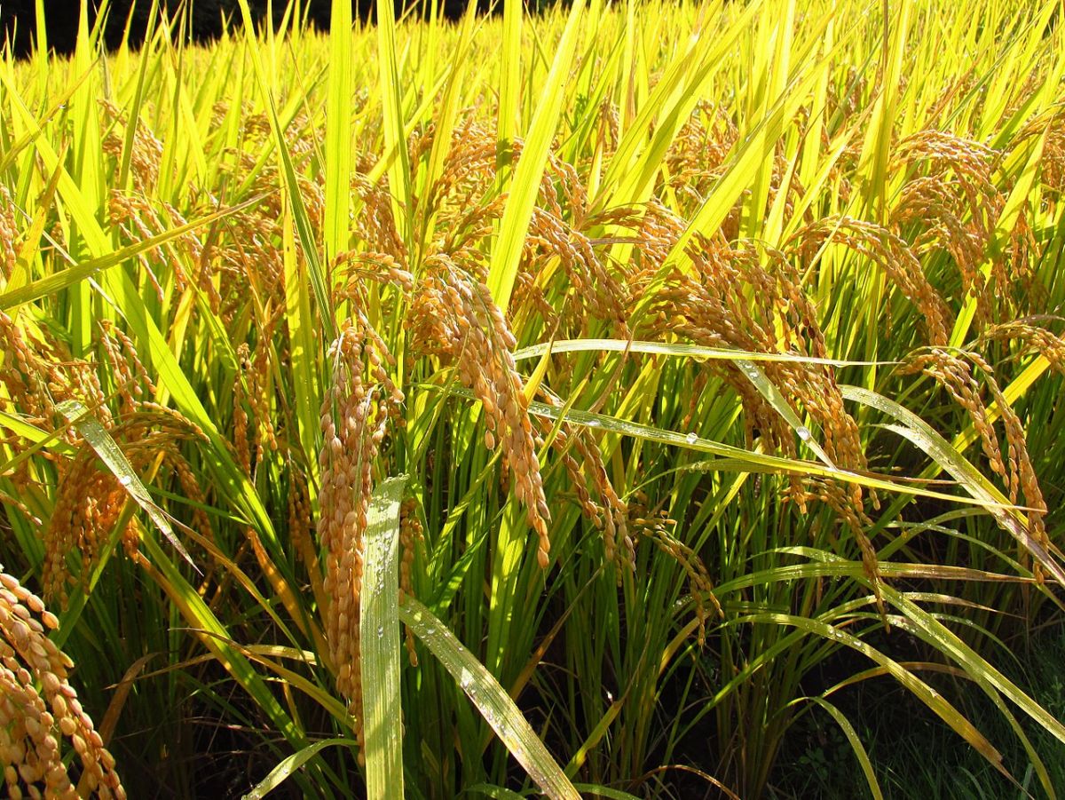 Laut einer aktuellen Analyse wird die CRISPR/Cas-Technologie häufig bei der Nutzpflanze Reis eingesetzt. (Bildquelle: © Aomorikuma/Wikimedia.org/CC BY-SA 4.0)