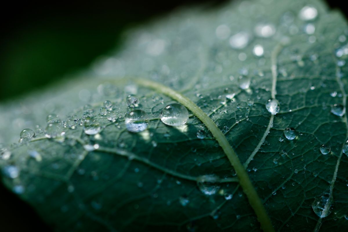 Auch Pflanzen können schwitzen: Sie geben Wasser in Gasform über Spaltöffnungen in den Blättern ab. (Quelle: © Torsten Klemm / pixelio.de)