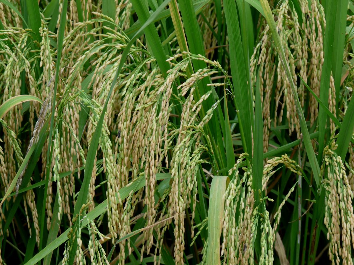 Reisfeld: Der Erreger der Reiskeimfäule produziert einen Stoff, der Krebszellen an der Teilung hindert. (Quelle: © Dieter Schütz / pixelio.de)