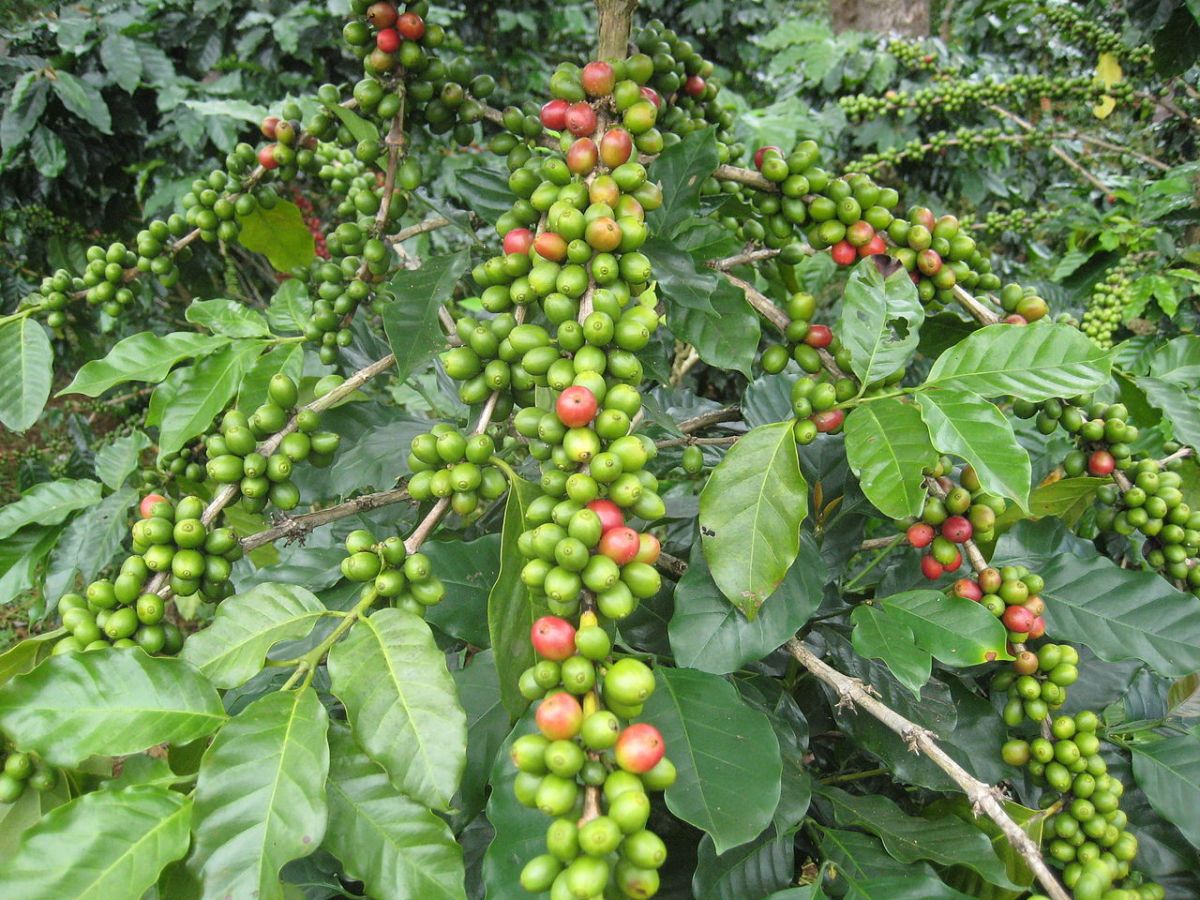 Statt sich mit den koffeinfreien und reichhaltig vorhandenen Pflanzenteilen wie die Blätter zu begnügen, stürzt sich der Schädling auf die koffeinhaltigen Kirschen.