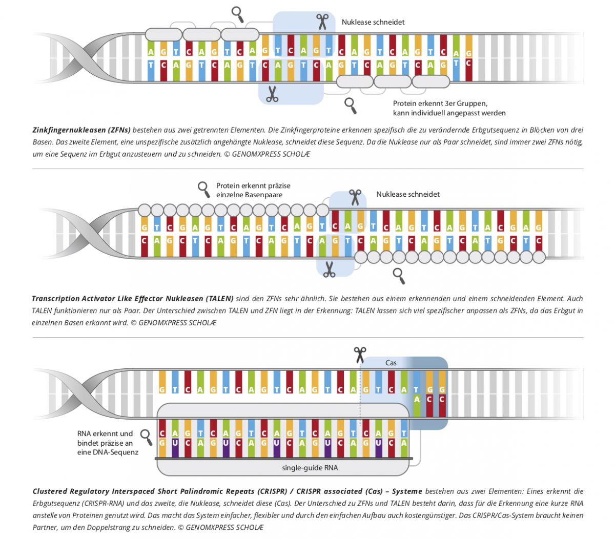 Das Genomeditierungswerkzeug TALEN erkennt und schneidet eine bestimmte DNA-Sequenz mit Hilfe von Proteinen. Diese Proteine namens TALE stammen ursprünglich aus Xanthomonas-Bakterien, die damit den Stoffwechsel von Wirtspflanzen beeinflussen können. Jedes TALE-Protein bindet an eine einzelne DNA-Base. Um eine ausreichende Spezifität bei der Bindung zu erreichen, werden 15 bis 20 TALE-Domänen aneinandergekoppelt. Am Ende des Proteinstrangs sitzt die Nuklease Fok1, die einen Schnitt erzeugt. Wissenschaftler:innen haben mit der Technik bereits gezielte Veränderungen in Pflanzen wie Mais und Tabak vorgenommen.
