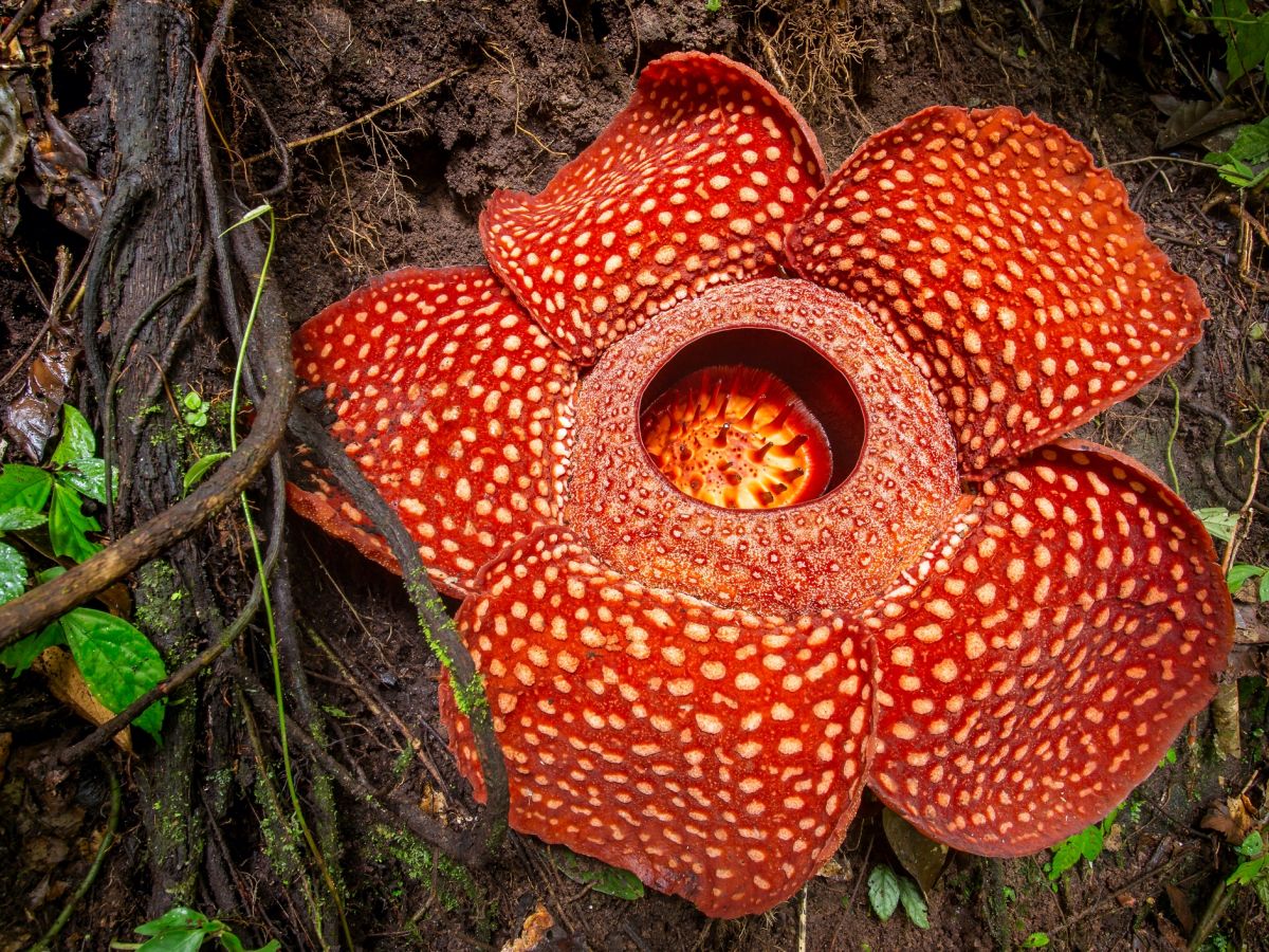 Rafflesien sind Vollschmarotzer: Sie leben ausschließlich auf Kosten Ihrer Wirte. (Bildquelle: © iStock.com/mazzzur)