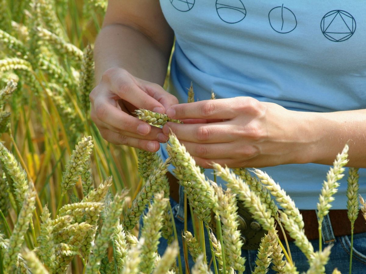 Forschende weltweit arbeiten intensiv an Möglichkeiten zur Steigerung von Weizenerträgen. (Bildquelle: © U. Benz / TUM)