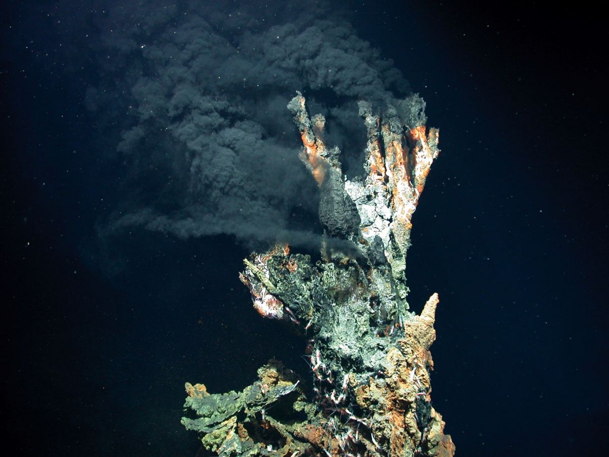 Schwefeloxidierende Bakterien wie Halothiobacillus neapolitanus leben oft an hydrothermalen Tiefseequellen. Die Carboxysomen aus den Bakterien können auch in pflanzliche Chloroplasten eingebracht werden und dort die Photosyntheseleistung verbessern. (Bildquelle: © MARUM / Universität Bremen, CC BY 4.0)