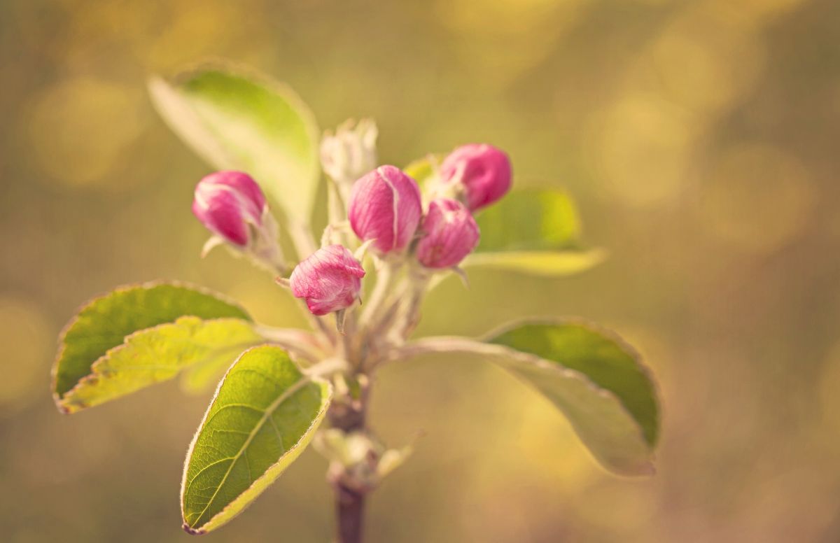 Der Blühbeginn im Frühling richtet sich nicht nach dem Kalender, sondern nach Umweltfaktoren wie Temperatur und Tageslänge. (Bildquelle: © SouthernRebel/pixabay; CC0) 