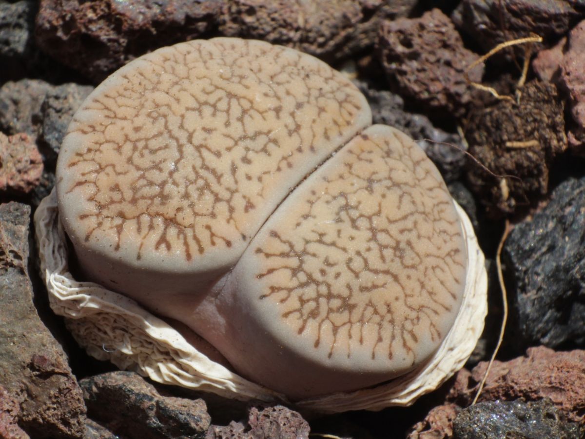 Aufgrund ihrer Muster sehen die „Lebenden Steine“ auch manchmal wie kleine Gehirne aus.
