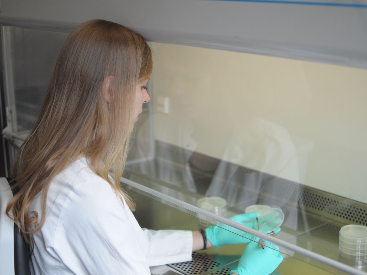 An einer sterilen Werkbank streicht Nina Bziuk Bakterienisolate auf Nährmedien aus.
