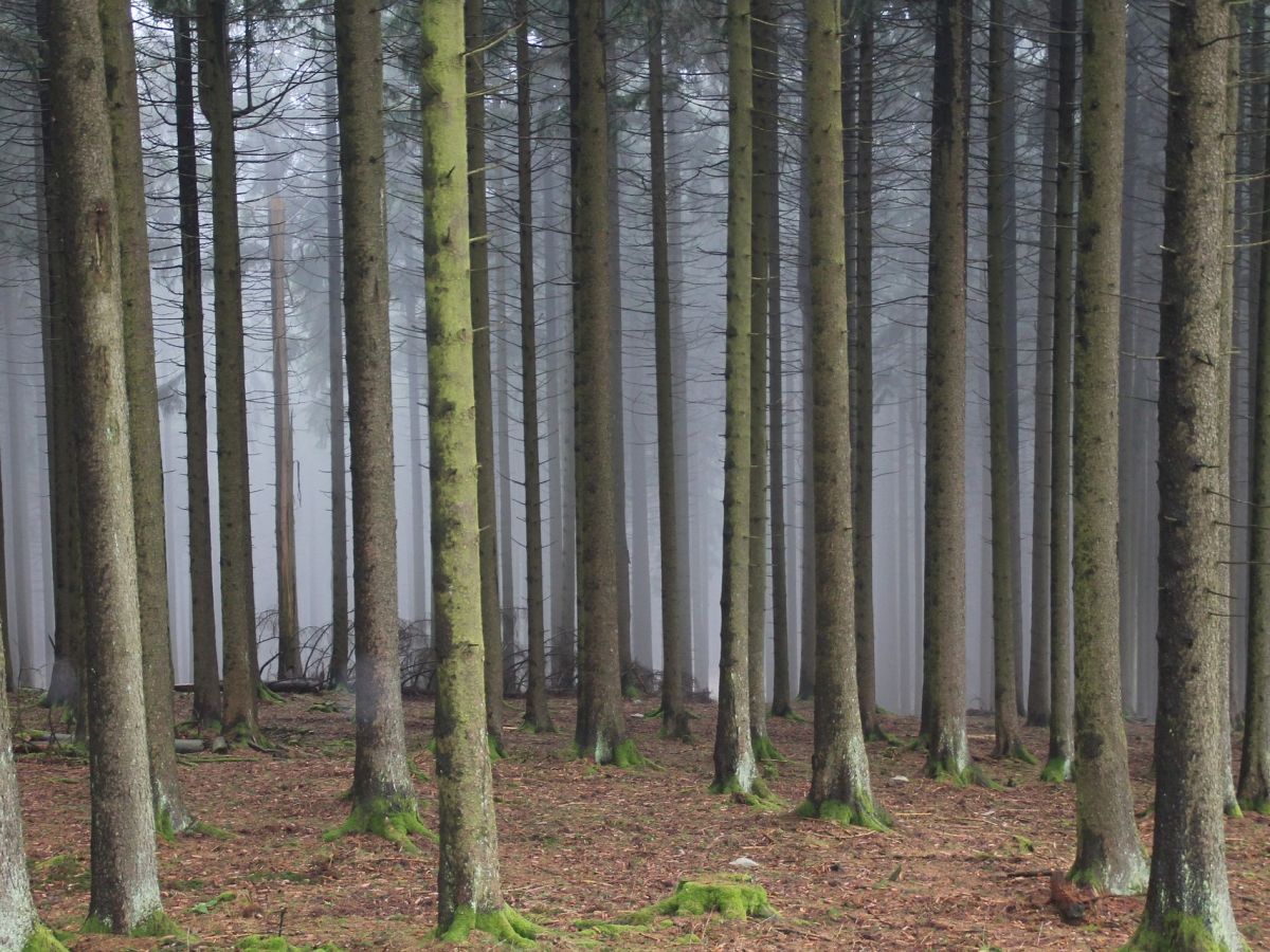 Gleich und gleich gesellt sich gern? Das gilt nicht immer. Bäume zeigen ein besseres Wachstum, wenn sie möglichst unterschiedliche Arten als Nachbarn haben. (Bildquelle: © Joachimklug / Pixabay)
