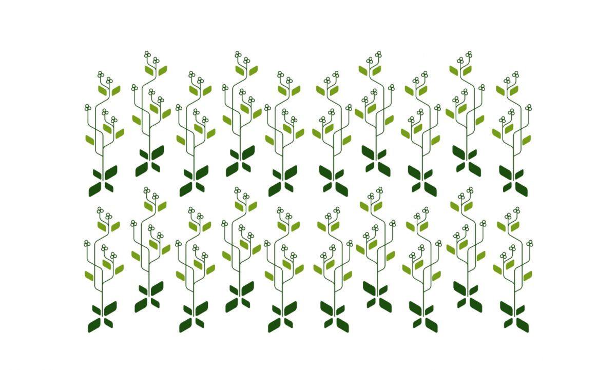 Illustration der Arabidopsis thaliana. Sie ist die Modellpflanze der Pflanzenforschung schlechthin. (Bildquelle: © Pflanzenforschung.de)
