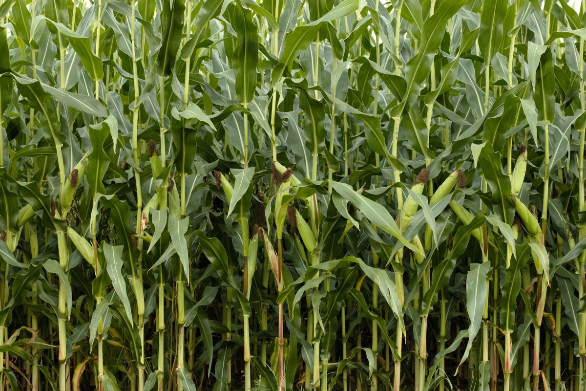 Weltweit wird in mehreren Ländern Bt-Mais angebaut. Bt steht für Bacillus thuringiensis. Es ist ein Bodenbakterium, das ein für Fraßinsekten giftiges Protein bildet. Durch gentechnische Verfahren kann man die daraus isolierten Bt-Protein-Gene auf Pflanzen übertragen. Die Pflanze bildet dann Bt-Proteine aus. 