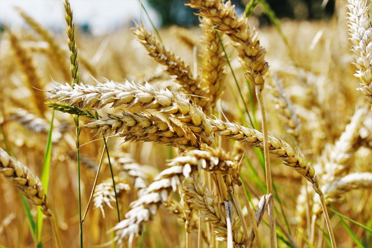 Der Weizenanbau in Europa war einer der Agrarbereiche, für den genug Daten vorlagen. (Bildquelle: © Pixabay/CC0) 