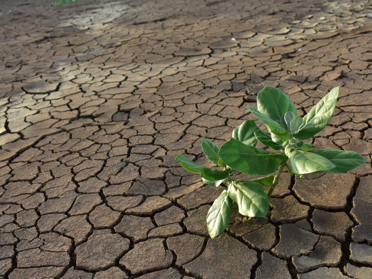 Pflanzen können lernen, mit Trockenheit und Hitze umzugehen. (Bildquelle: © pisauikan/Pixabay/CC0)
