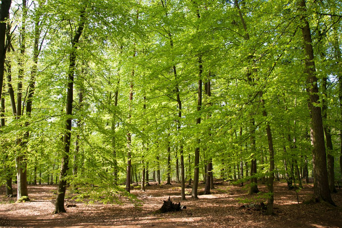 Auch vor unserer Haustür befinden sich sehr artenreiche Wälder! Buchenwälder sind wichtige Waldökosysteme. In Deutschland wurden sogar fünf Buchenwälder zum Weltnaturerbe erklärt. Sie befinden sich in Brandenburg, Hessen, Mecklenburg-Vorpommern und Thüringen.