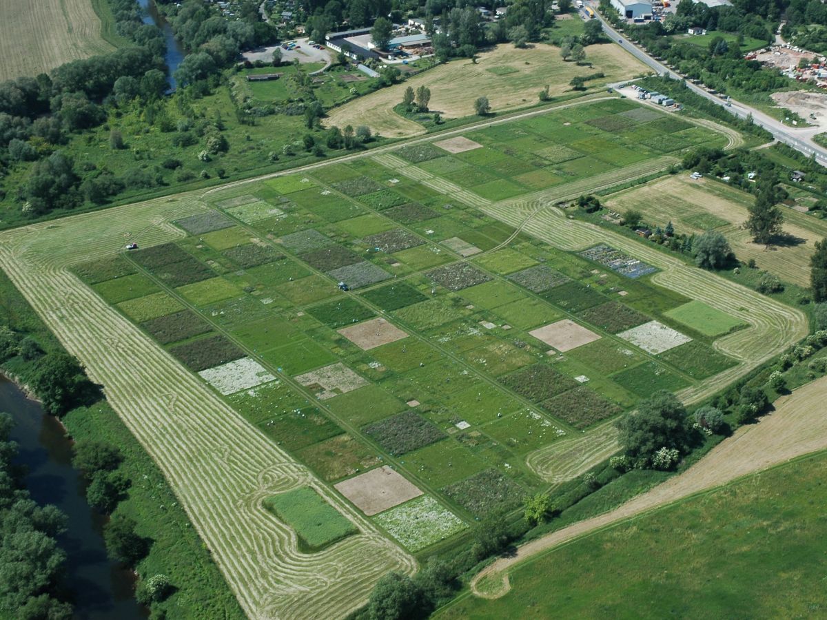 In Jena wird in verschiedenen Graslandexperimenten die Biodiversität untersucht. Auch von diesem sogenannten 