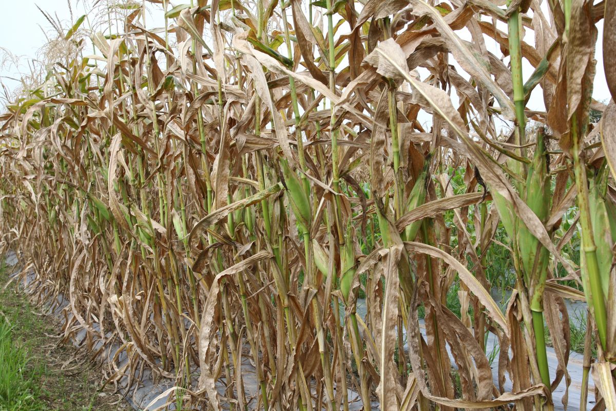 Pilze können verheerende Schäden anrichten, wie hier in einem Maisfeld. Die Resistenzzüchtung ist ein Mittel, um Nutzpflanzen zu schützen. Doch noch ist das Immunsystem von Pflanzen nicht vollständig verstanden.
