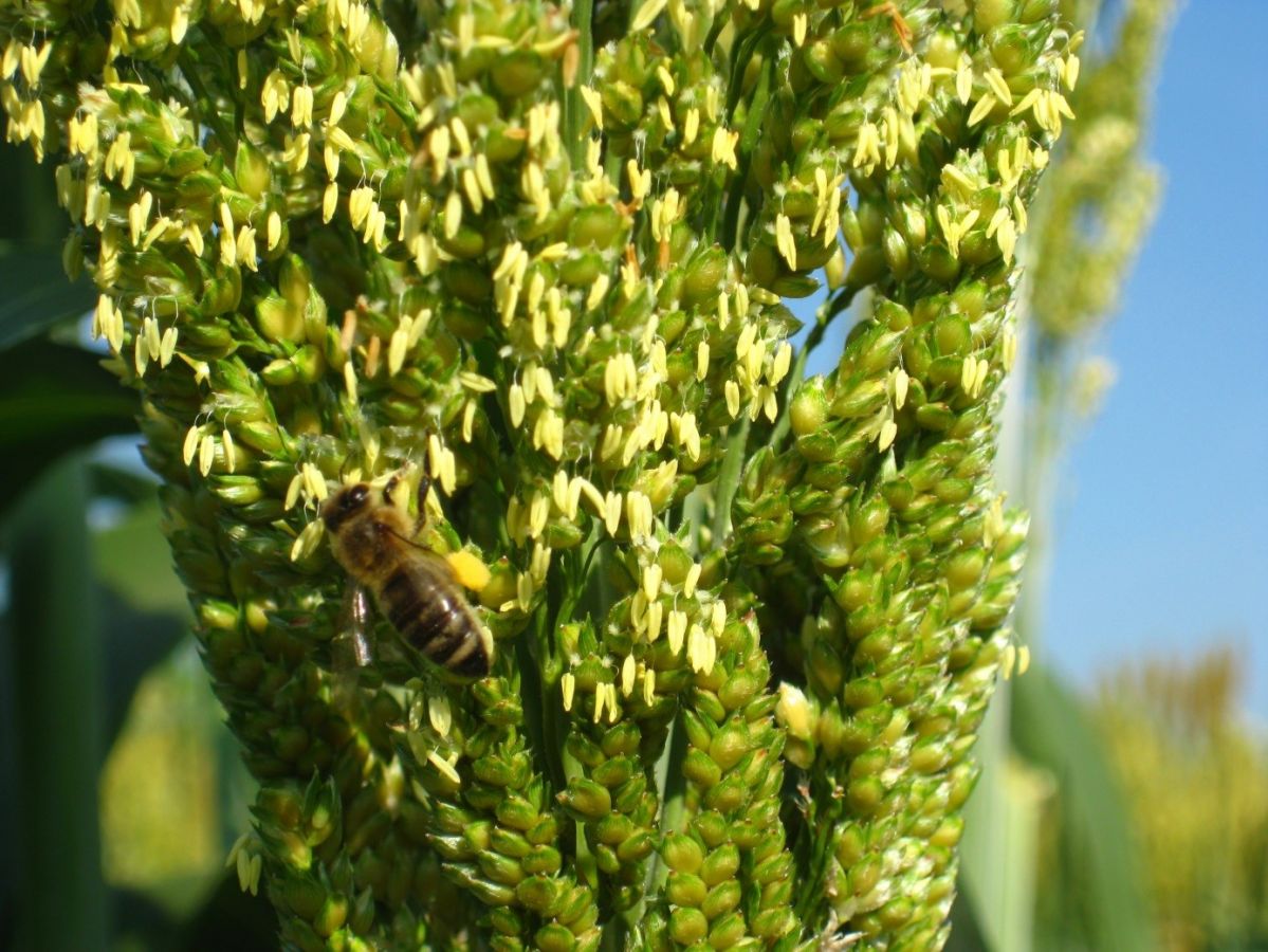 Sorghum: Biene beim Blütenbesuch. (Bildquelle: © Steffen Windpassing)
