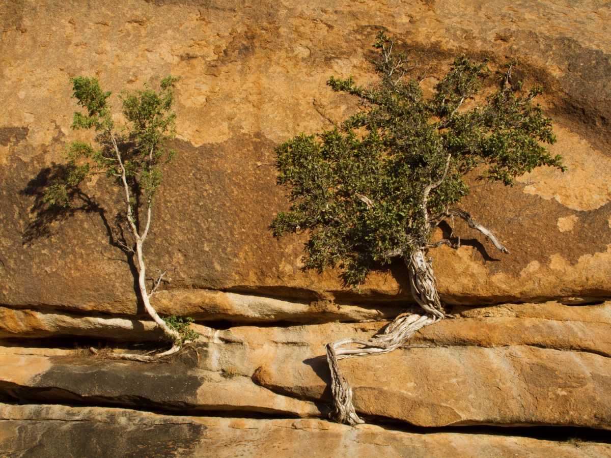 Der Feigenbaum ist ein Überlebenskünstler in der Wüste. (Bildquelle: © iStock.com/pum_eva)