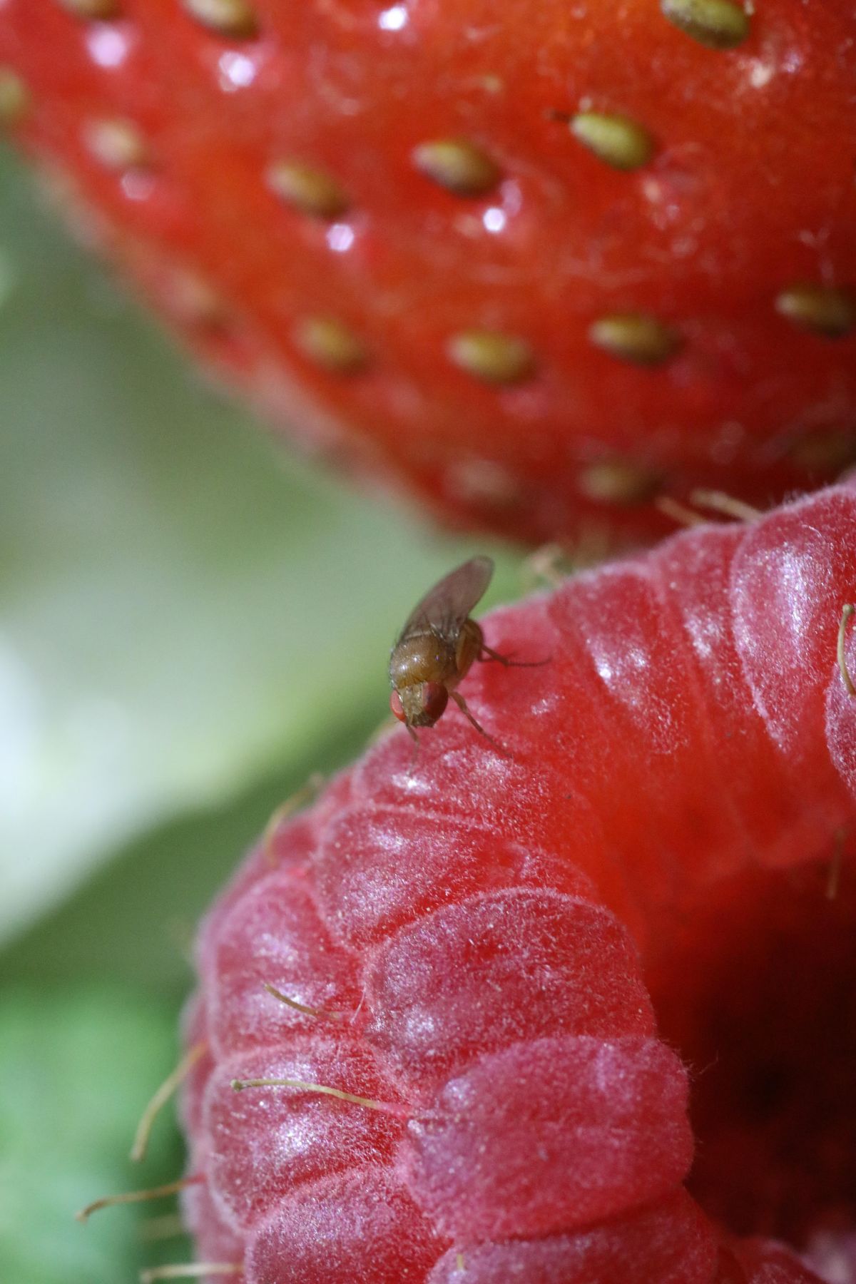 Die Kirschessigfliege Drosophila suzukii schädigt nicht nur Kirschen, sondern auch viele andere Früchte wie Himbeeren, Weintrauben, Pfirsiche oder Heidelbeeren.
