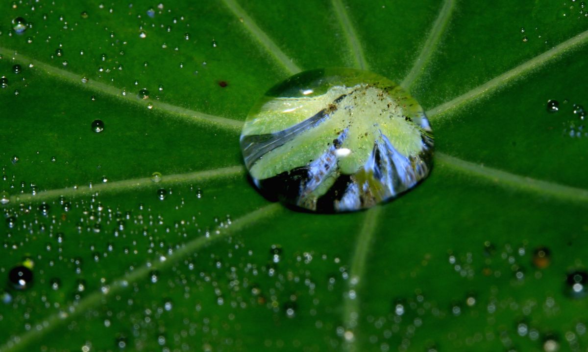 Ob eine Pflanze ausreichend Wasser gespeichert hat oder bereits kurz vor dem Vertrocknen steht, lässt sich mit dem bloßen Auge nicht immer erkennen. (Bildquelle: © uschi dreiucker/ pixelio.de)