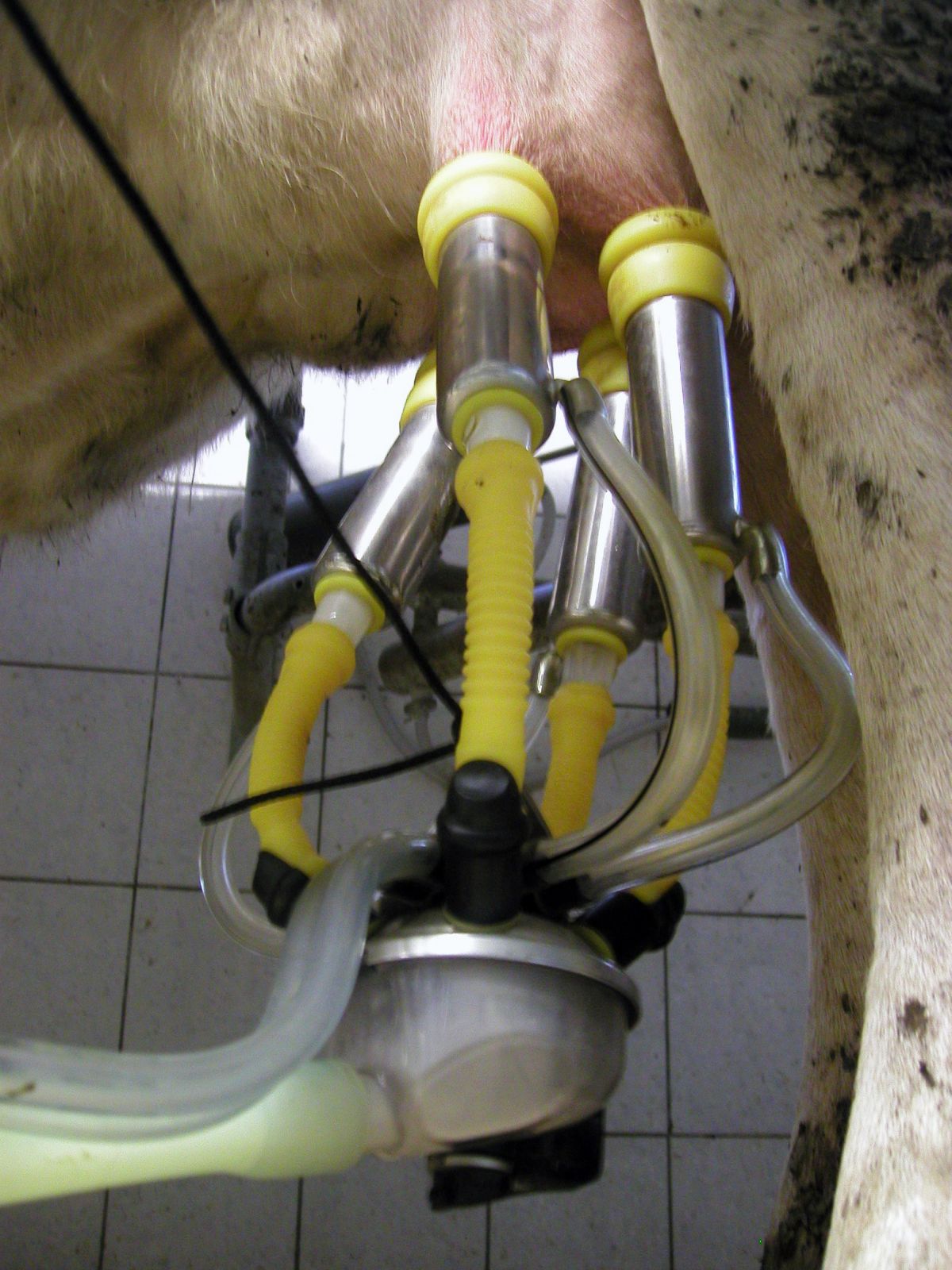 Robotik findet auch in der Tierhaltung Anwendung („Precision Livestock Farming“). Melkroboter, wie hier im Bild, übernehmen das Melken und das regelmäßige Waschen des Euters. Parameter wie Fett- und Eiweißgehalt in der Milch werden permanent überwacht. Dies fördert die Gesundheit des Tieres. 