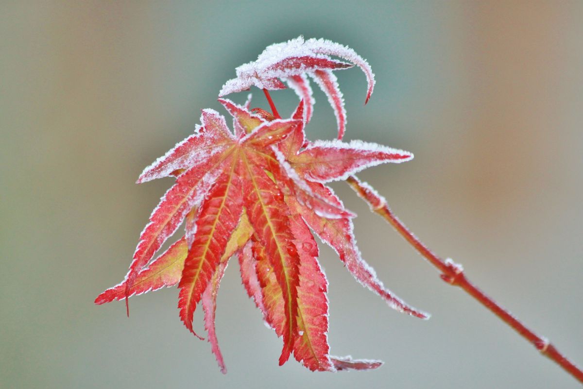 Temperaturschwankungen und -stürze machen im Herbst nicht nur uns Menschen zu schaffen, sondern auch Pflanzen. Doch wie nehmen sie diese überhaupt war? (Bildquelle: © cocoparisienne/ pixabay/ CC0)