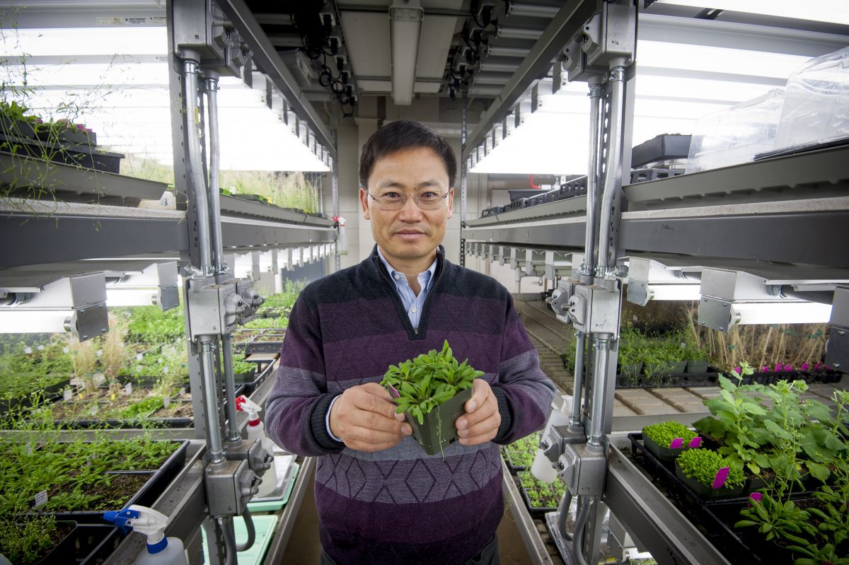 Pflanzenforscher Prof. Jian-Kang Zhu untersucht, wie Pflanzen auf unwirtliche Umgebungen reagieren - wie sie es schaffen, im Dunkel zu überleben, mit zu viel Salz im Boden oder bei zu heißen oder kalten Temperaturen.