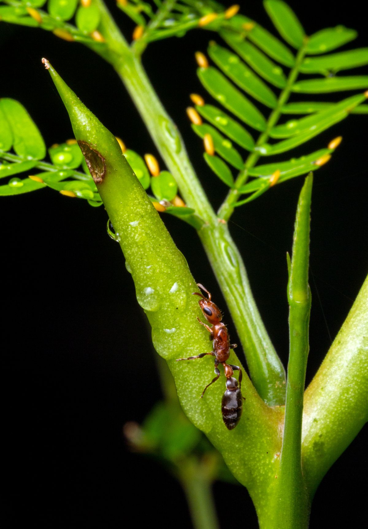Auf den ersten Blick scheint diese Beziehung freundschaftlich, doch der Nektar der Pflanze treibt die Ameisen in die Abhängigkeit. Mehr dazu lesen...

