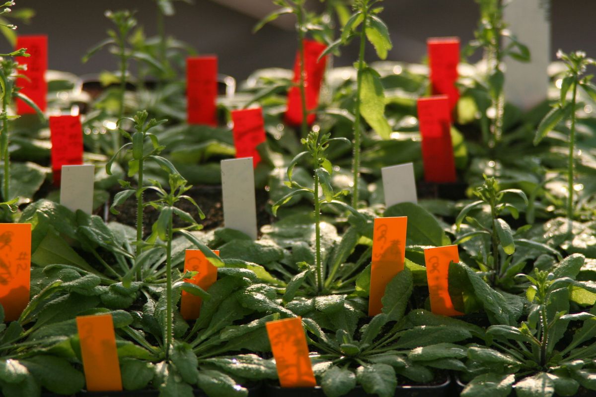 Anhand von Arabidopsispflanzen untersuchten die Forscher, wie die Indolkonzentration nach einem lokalen Befall durch den Erreger im Zuge der Erwerbung einer systemischen Resistenz ansteigt.