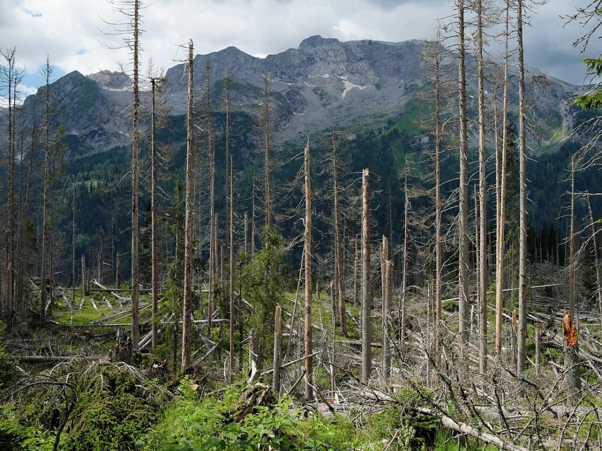 Schädlinge wie der Borkenkäfer verursachen zunehmend großflächige Waldverluste. Auch hier verstärken heiße Sommer die Schäden, da geschwächte Bäume den Angreifern kaum etwas entgegenzusetzen haben.
