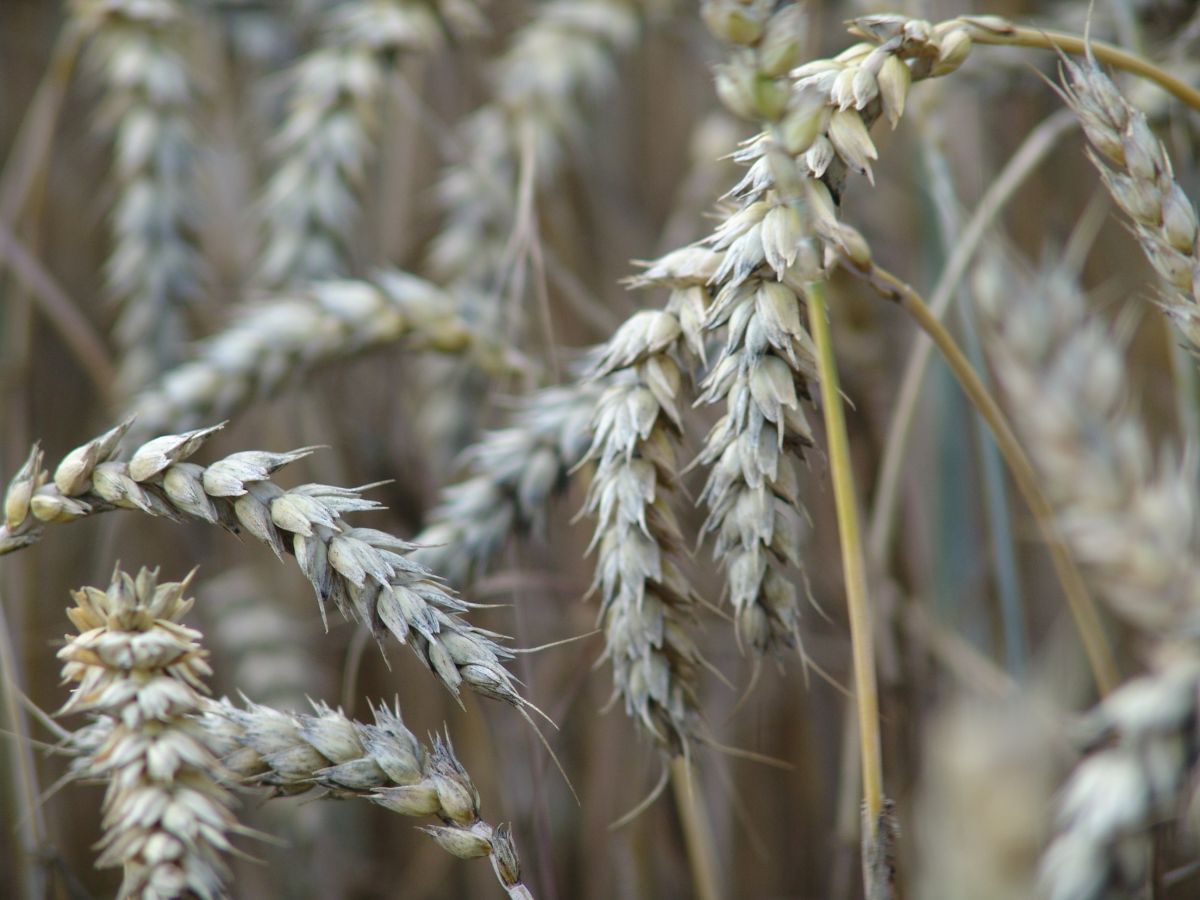 Ein Feld mit Winterweizen im Juli. Weizen ist eines der wichtigsten Grundnahrungsmittel, doch sein Genom läst sich sich nicht so einfach entziffern.