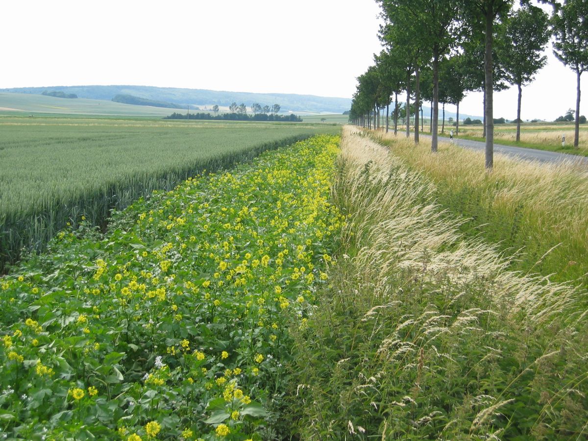 Das Anlegen von Blühstreifen an Feldrändern kann eine Art sein, um Agrar-Umweltprogramme im landwirtschaftlichen Betrieb zu integrieren. (Bildquelle: © Jan Freese / pixelio.de)