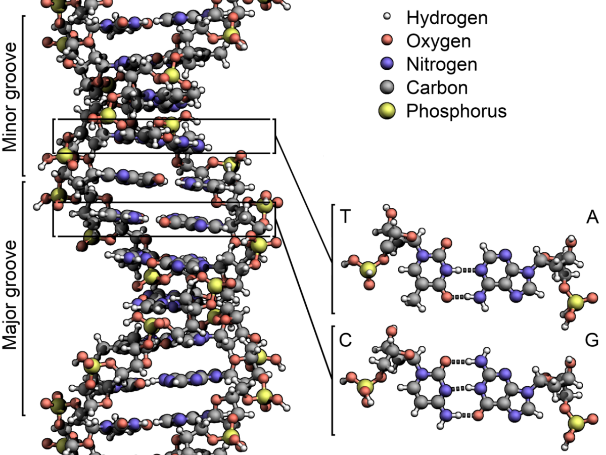 DNA enthält lebenswichtige Informationen, doch viel ist noch nicht verstanden. Neue Technologien für die Editierung des Genoms, wie das CRISPR/Cas9-System, sollen bei der Aufklärung helfen. (Bildquelle: © Zephyris / wikimedia.org; CC BY-SA 3.0)