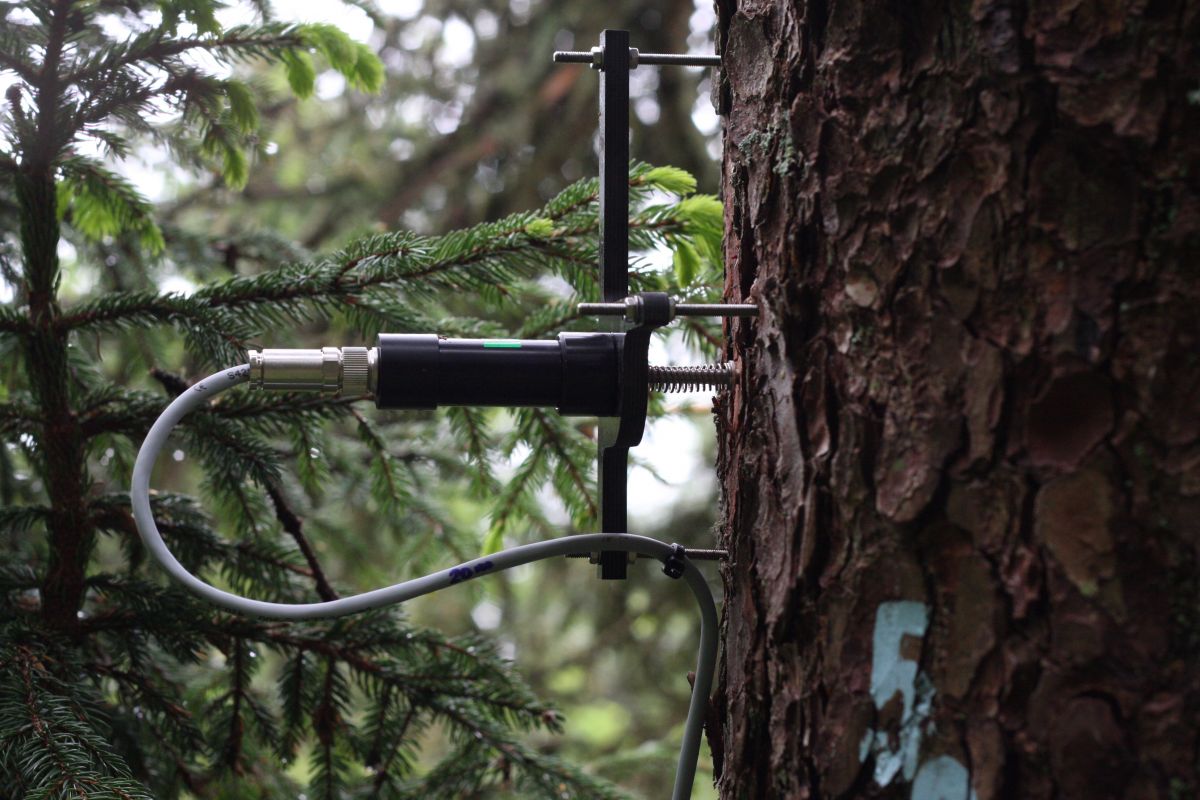 Hier zu sehen ist ein Punktdendrometer an einem Stamm zur Messung von kontinuierlichen Stammradiusänderungen mit Mikrometerauflösung. Die Daten liefern Informationen zum Wachstum und zum Wasserhaushalt von Bäumen.
