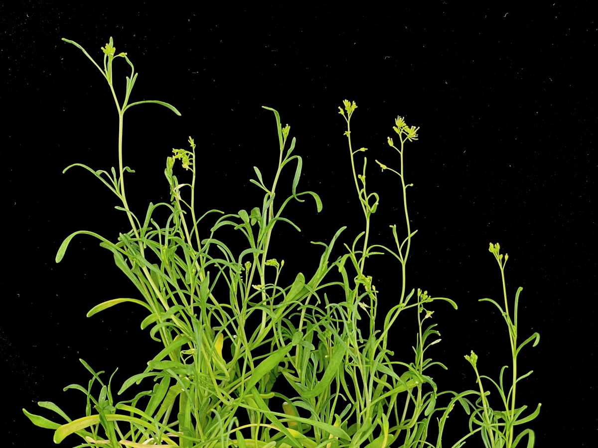 Schrenkiella parvula ist eine Pflanze, die unter extrem salzigen Bedingungen wachsen kann. (Bildquelle: © José Dinneny; CC BY-NC-ND)