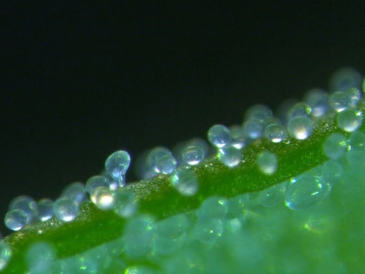 Ballonartige Blasen auf der Oberfläche vieler Quinoa-Sorten: Sie sind eine Barriere, mit der sich die Pflanzen vor Schädlingen schützen. (Bildquelle: © Universität Kopenhagen)