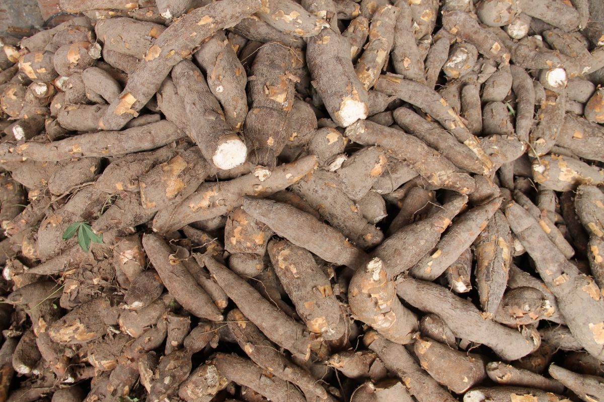 Maniok trägt in unterschiedlichen Teilen der Erde auch unterschiedliche Namen darunter Cassava oder Yuca.