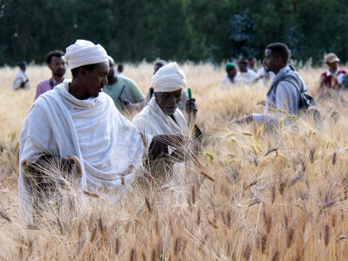 Dies sind Landwirte, die Merkmale von Hartweizensorten in Äthiopien bewerten. (Bildquelle: © Bioversity International/Samantha Collins; CC BY-NC-ND 2.0)