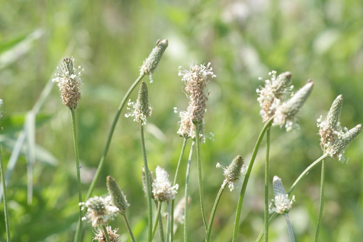 Blüten des Spitzwegerichs: Pflanzen, die über Pollen Erbinformationen austauschen, sind besser geschützt gegen den Befall mit Mehltau, fanden Forscher heraus. (Bildquelle: © Dalgial/wikimedia.org;CC BY-SA 3.0)
