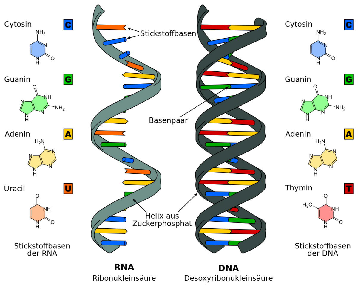 DNA und RNA im Vergleich: Genau wie die DNA (deoxyribonucleic acid, dt. Desoxyribonukleinsäure) besteht auch die RNA (ribonucleic acid, dt. Ribonukleinsäure) aus einem Rückgrat aus Zucker-Phosphat und einer Abfolge von vier verschiedenen Basen. Allerdings ist der Zucker in der RNA die Ribose und die Base Thymin ist ersetzt durch Uracil. Darüber hinaus liegt die RNA nicht als Doppelhelix, sondern als einzelner Strang vor.
