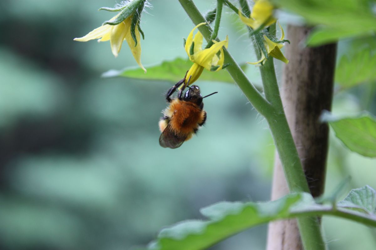 Ist die Biene bald arbeitslos? Parthenokarpe Tomatenpflanzen sind nicht mehr auf Bestäuber angewiesen. (Bildquelle: © iStock.com/ClaraNila)