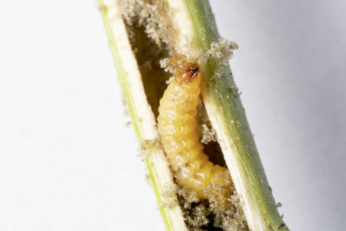 Die Larve des Rüsselkäfers Trichobaris mucorea im Stängel einer Tabakpflanze (Nicotiana attenuata). Der Schädling lebt fast während seines gesamten Lebenszyklus im Stängel der Pflanze, wo er sich vom Stängelmark ernährt. (Bildquelle: © Anna Schroll)