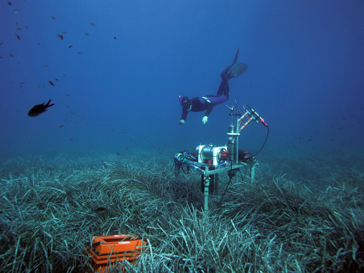 Ein Forscher bei der Probennahme in Seegraswiesen im Mittelmeer. Das Messgerät bestimmt den Sauerstoffgehalt im Meeresboden. (Bildquelle: © Hydra Marine Sciences GmbH)