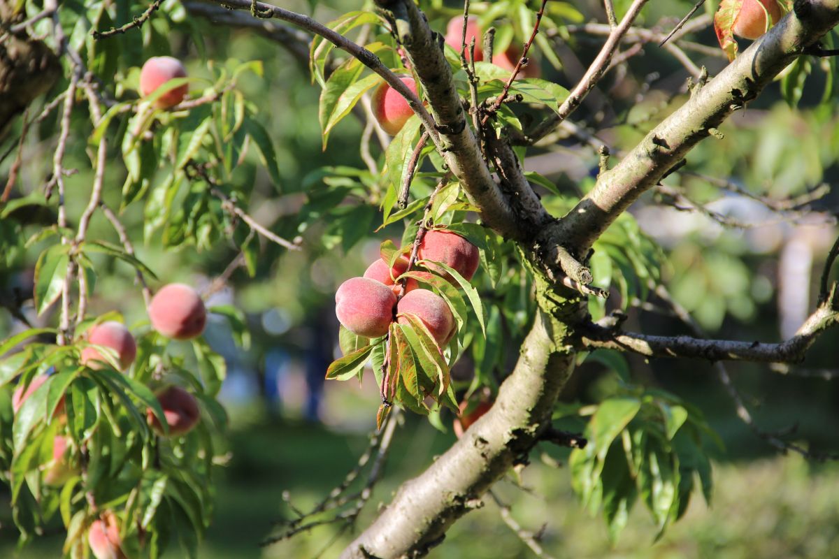 Pfirsichbäume gehören zur Familie der Rosengewächse (Rosaceae). (Quelle: © Marcel Erler / www.pixelio.de)