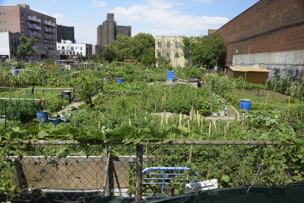 Urban gardening ist ein Trend in Großstädten. Hier zu sehen: Ein Gemüsegarten in Brooklyn, New York.